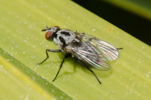 Réf. 253 332 : Anthomyia procellaris